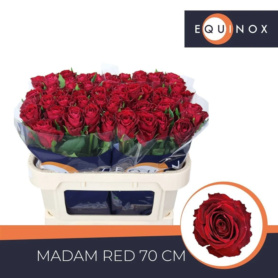 Rosa Gr Madam Red • 70 cm