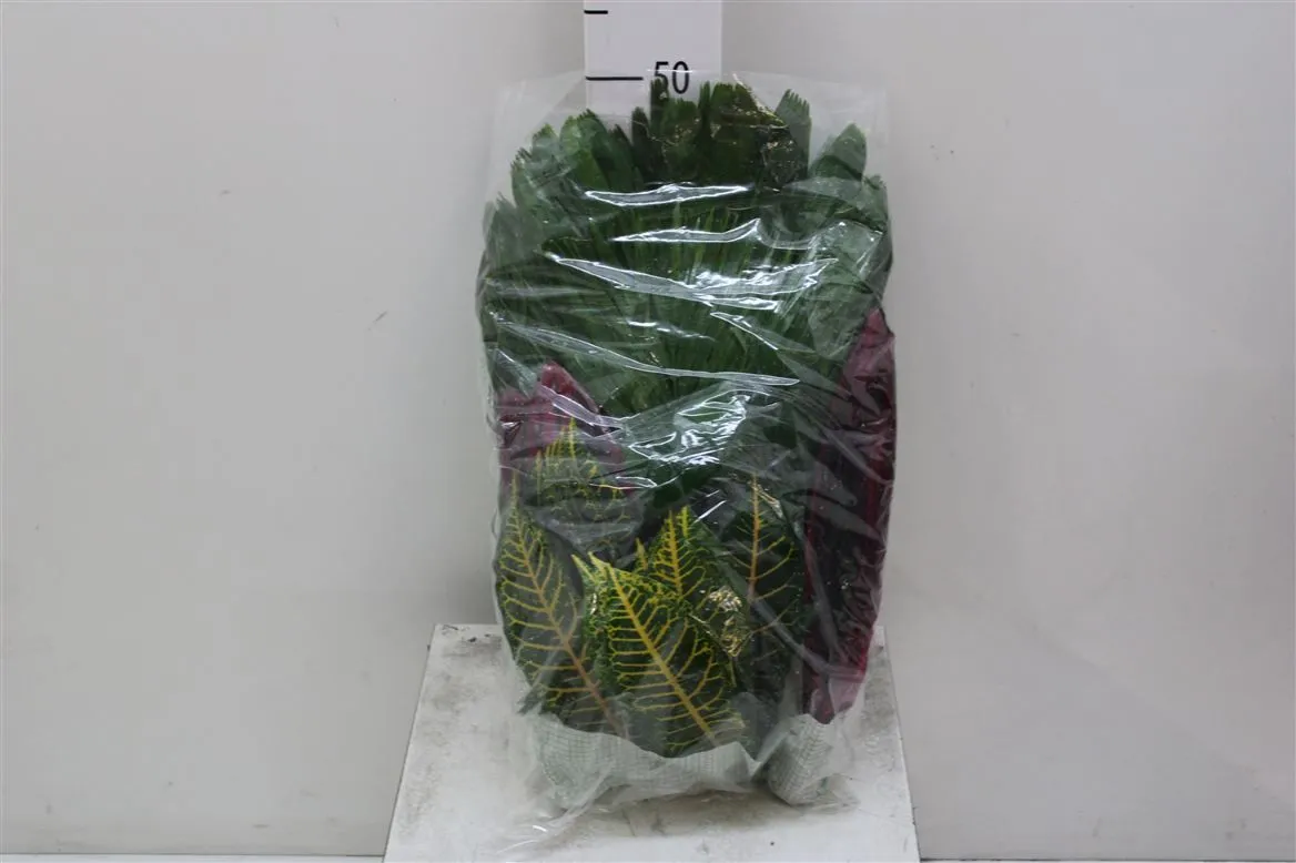 Tropical Mix • 45 cm