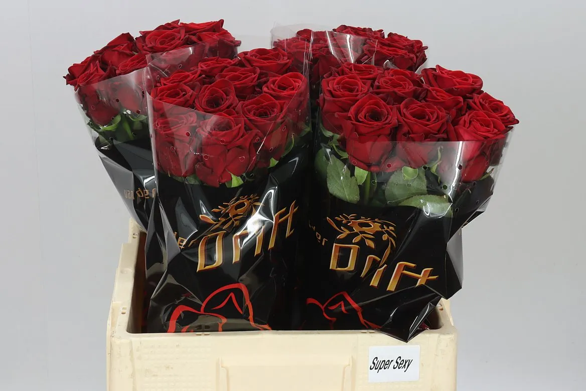 Rosa Gr Red Naomi Sexy • 60 cm