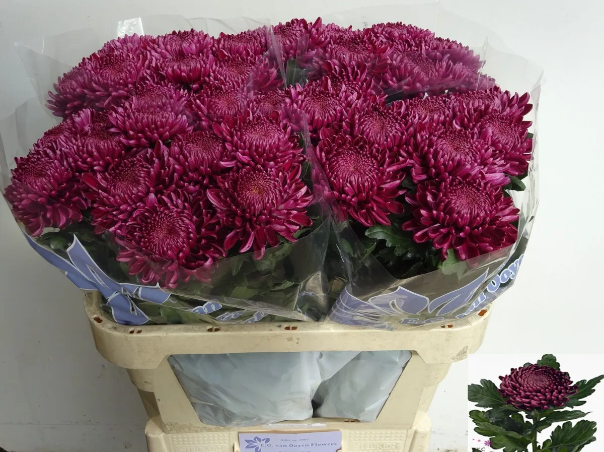 Chr G Bigoudi Purple • 75 cm