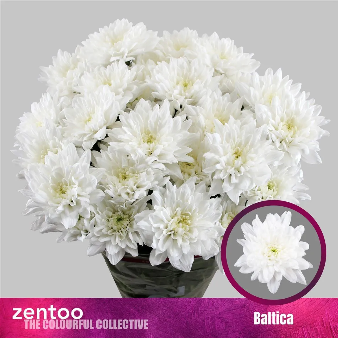 Chryzantéma trsová Baltica • 70 cm