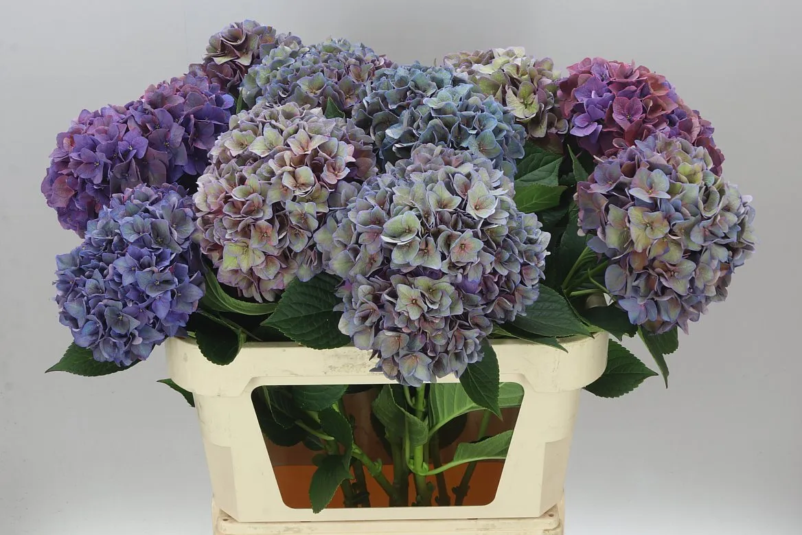 Hortenzia Rodeo Purple Classic • 80 cm