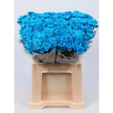 Chryzantéma trsová Euro Blue Pale • 70 cm