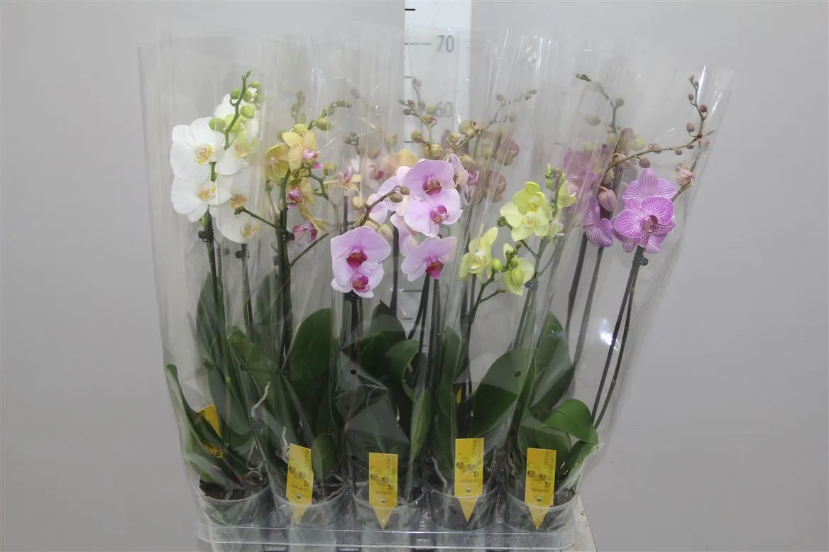 Orchidea Phalaenopsis mix 16+, 2 výhony • črepník 12 cm