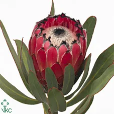 Protea Ba Ruby Princess • 60 cm