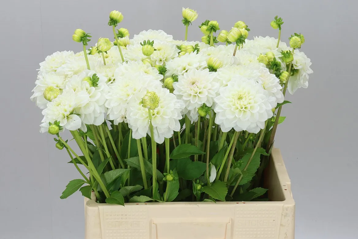 Dahlia White Love • 60 cm