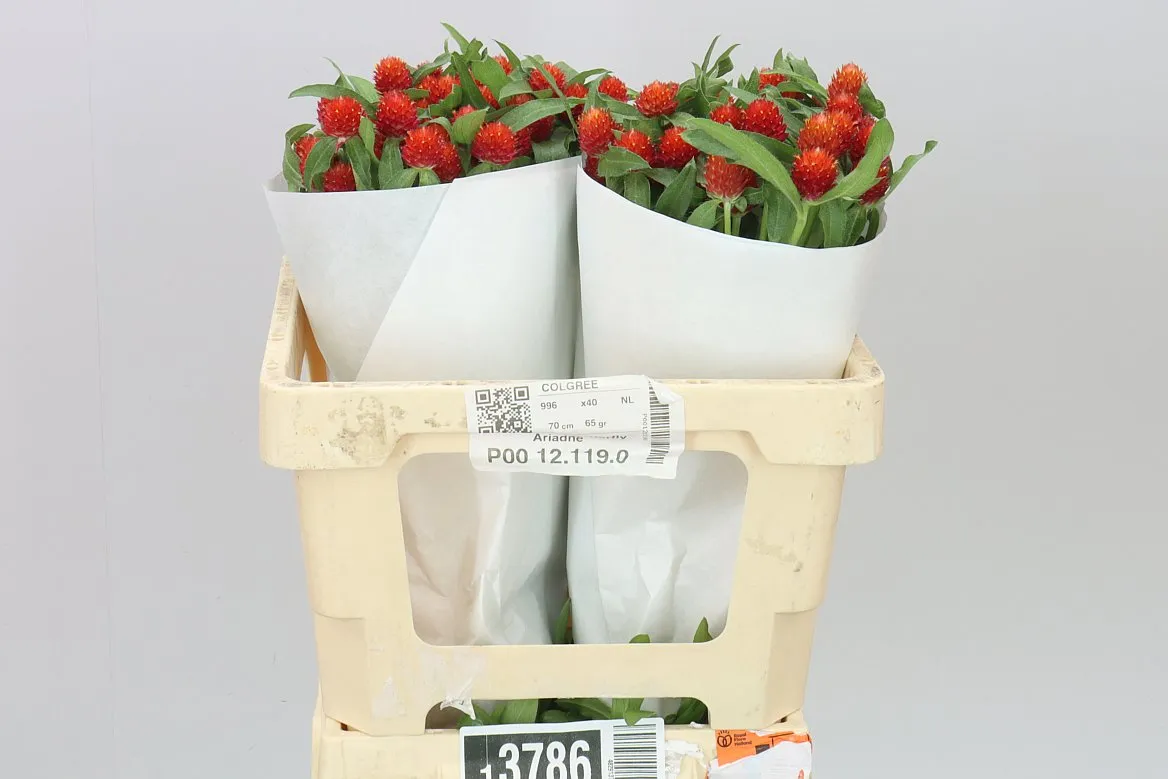 Gomphrena Gl. Strawberry • 50 cm