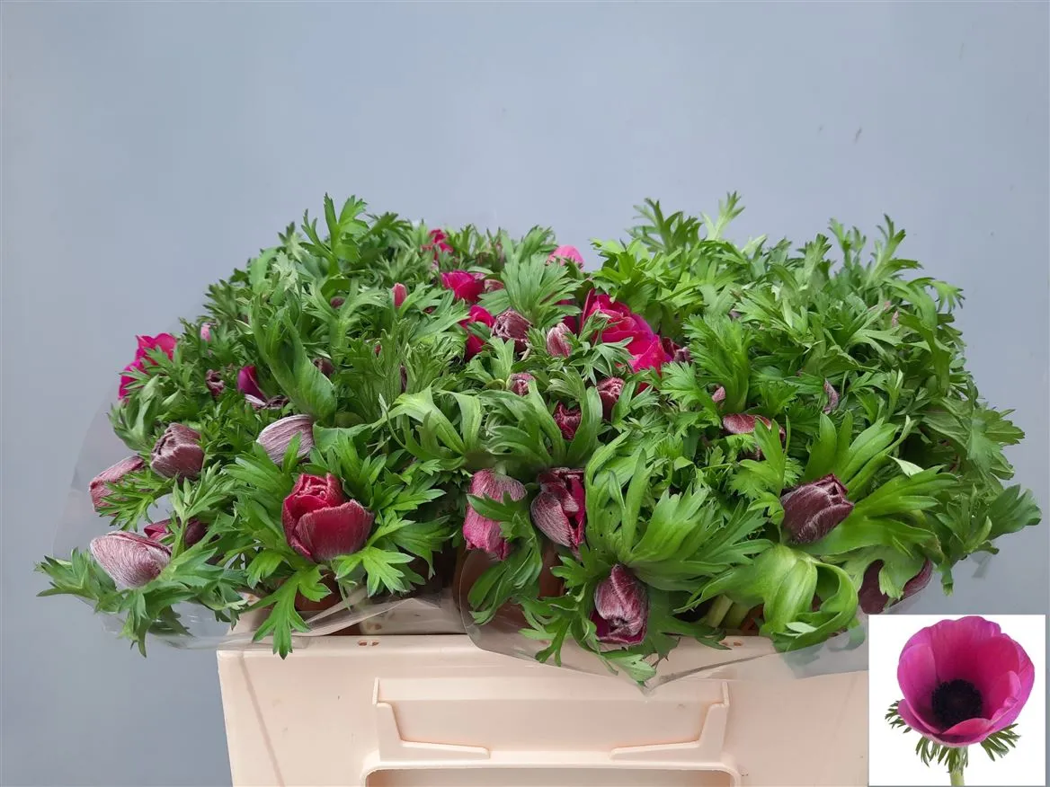 Sasanka Purple • 32 cm