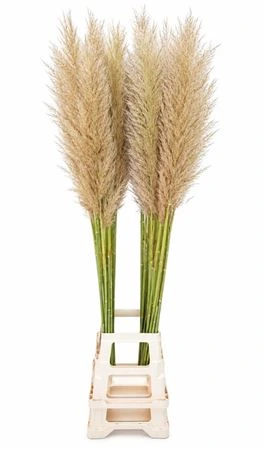 Cortaderia S Evita • 130 cm