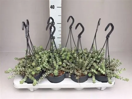 Crassula Hottentot Special Mini Hang 12 • črepník 12 cm