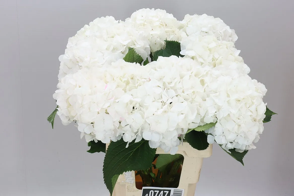 Hyd Verena White • 65 cm