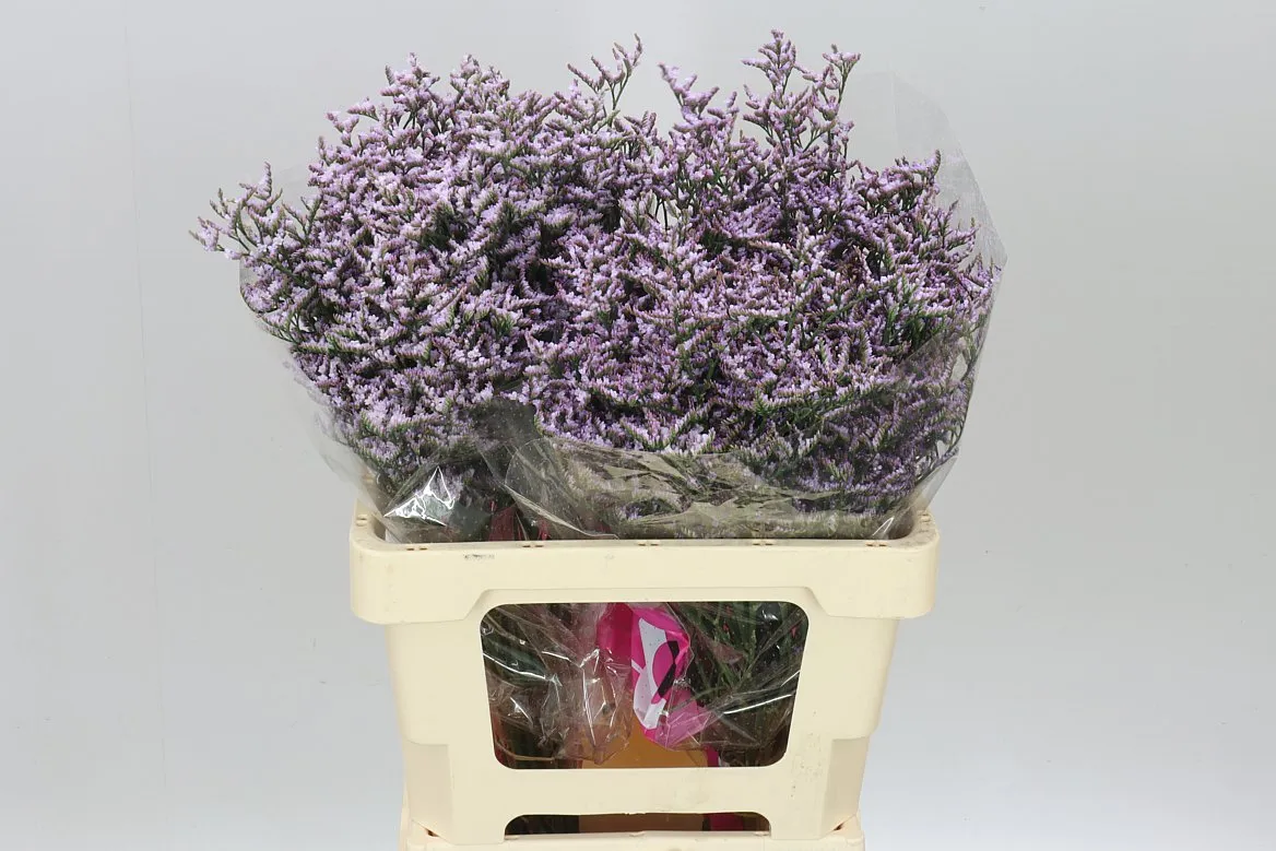 Lim. Saf Lilac • 60 cm