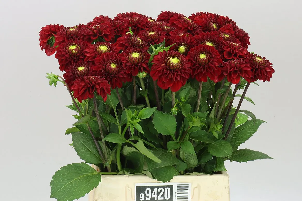 Dahlia Red Fox • 50 cm