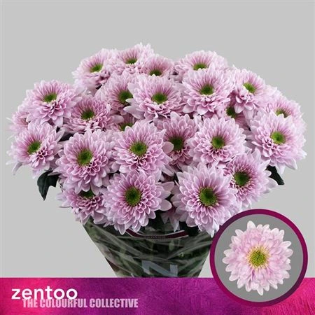 Chryzantéma trsová Commander Pink • 70 cm