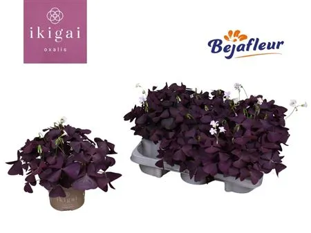 Oxalis Mijke • črepník 12 cm