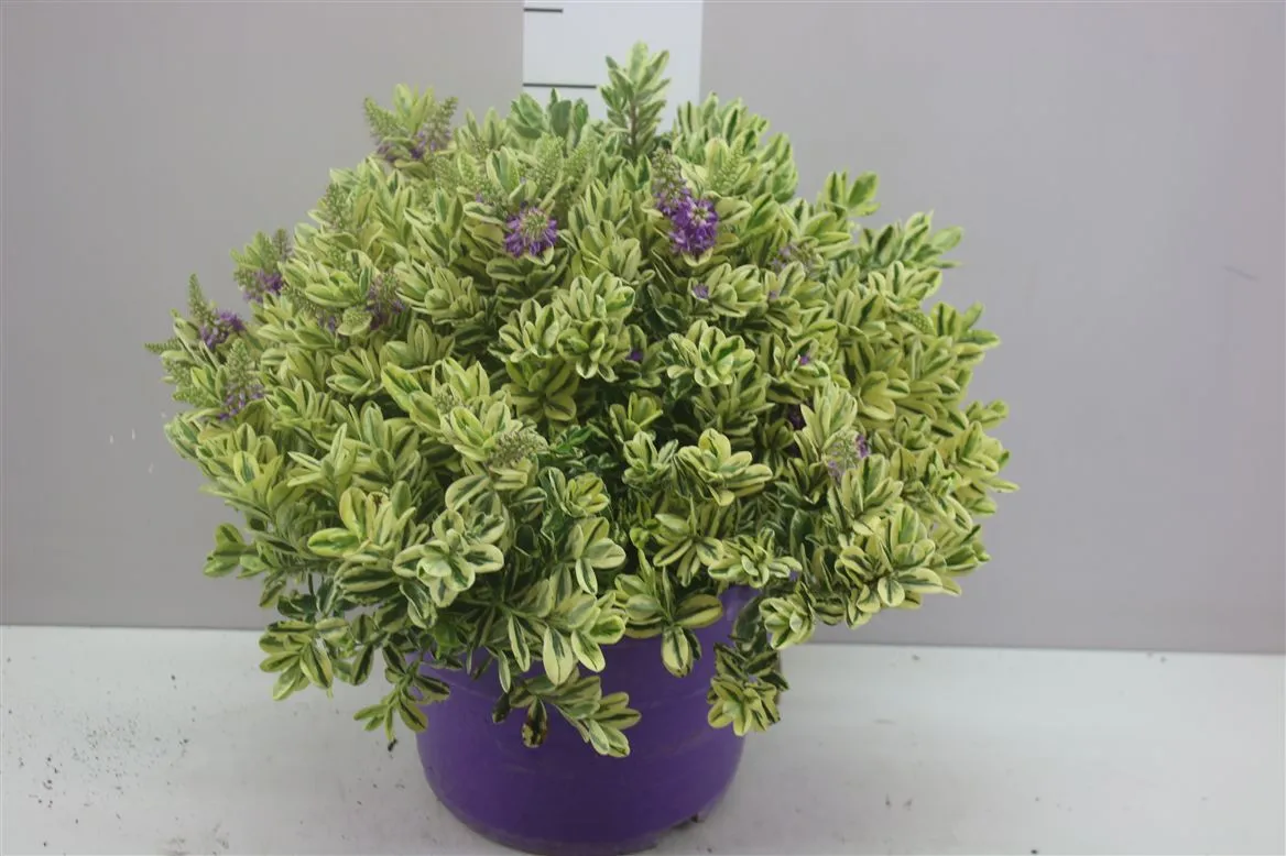 Hebe And Variegata X • črepník 29 cm