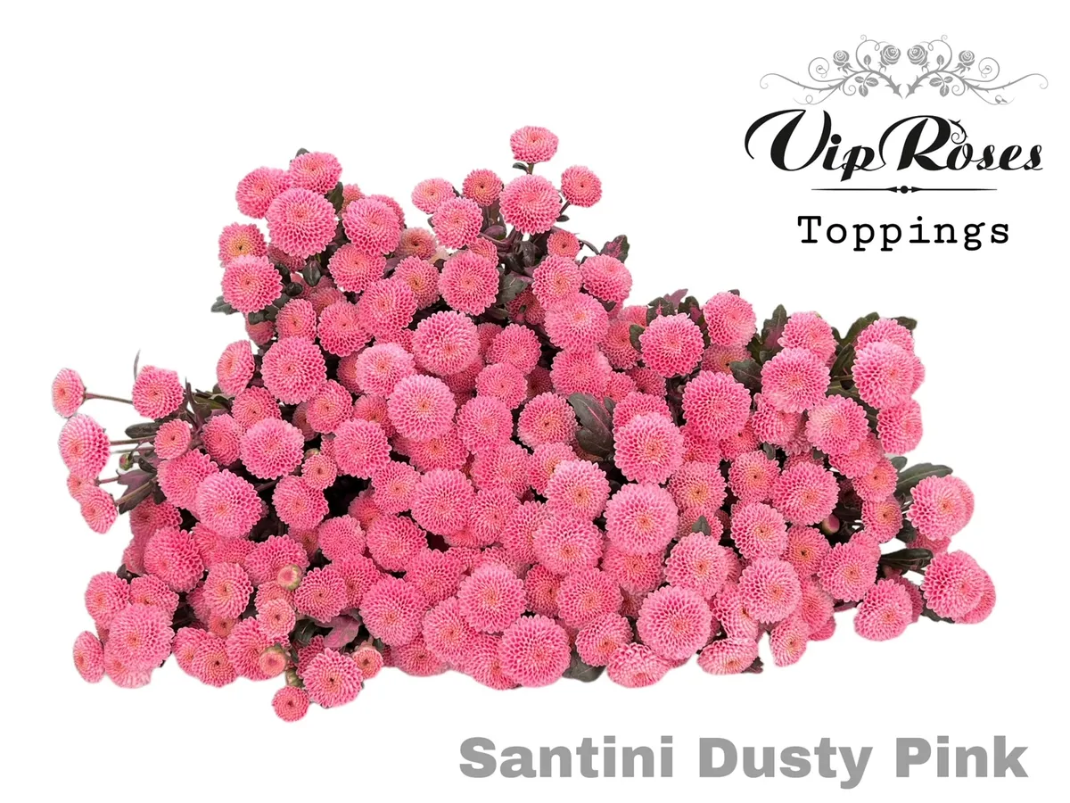 Chryzantéma santini Dusty Pink • 55 cm