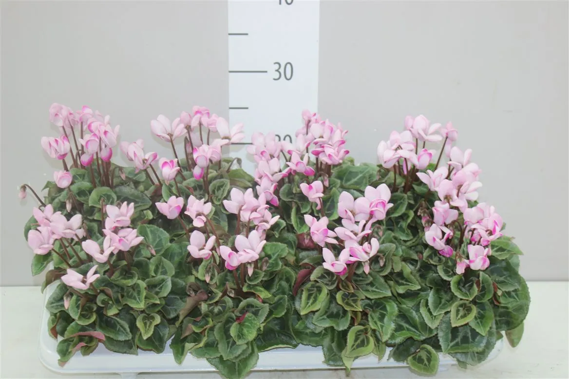 Cyklámen malokvetý Envol Purple A2 • črepník 10,5 cm