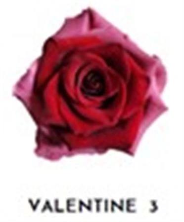 Ruža farbená Valentine 3, Ekvádor • 50 cm