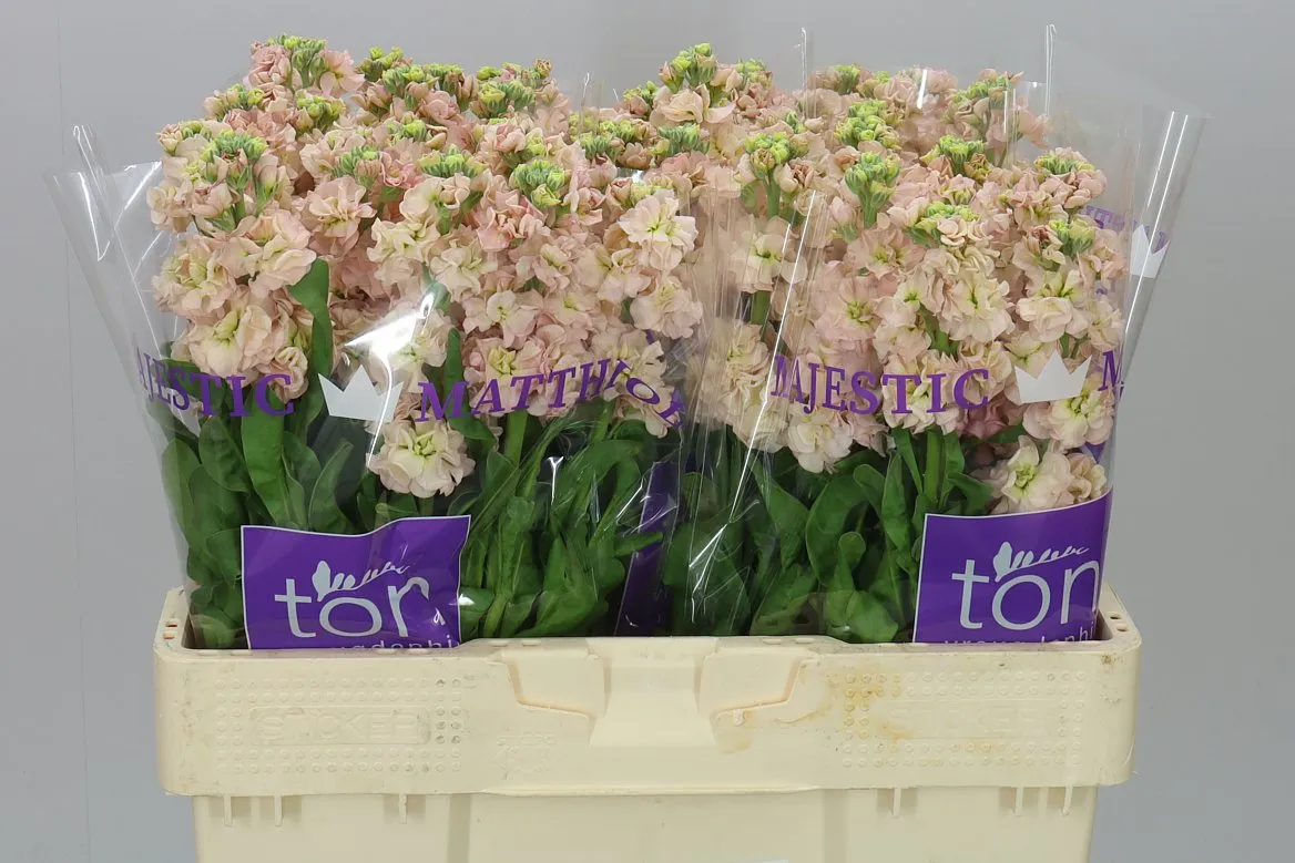 Matthiola Apricot 51cm • 51 cm