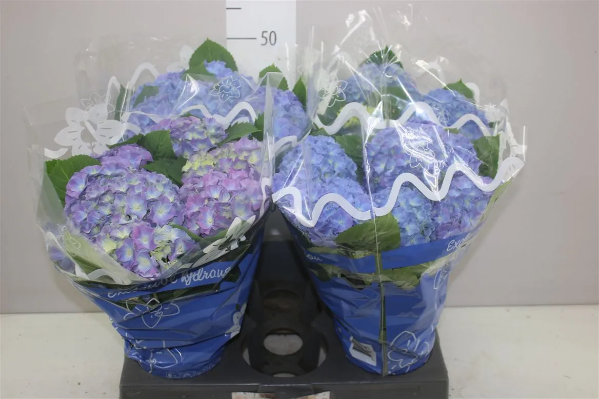 Hydrangea Blauer Zwerg 8+ • črepník 14 cm