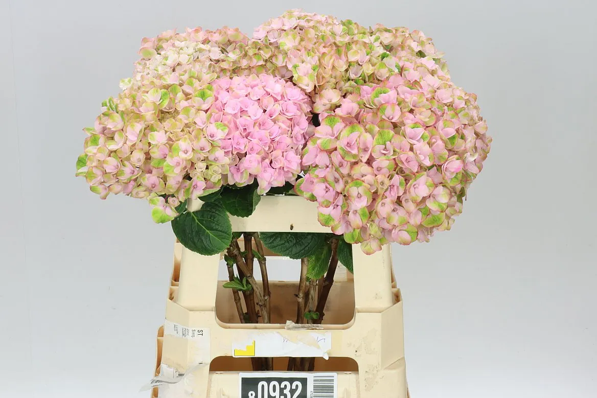 Hyd Revolution Pink • 60 cm