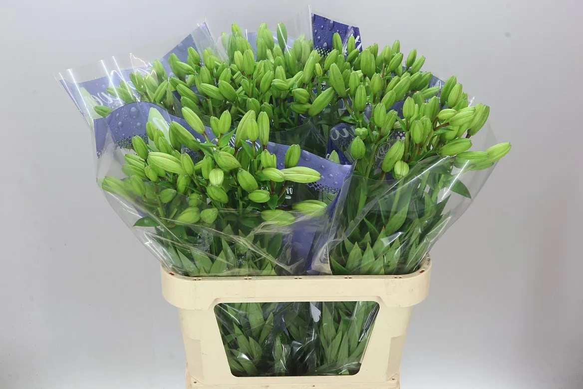 Ľalia LA Litouwen 3+ • 85 cm