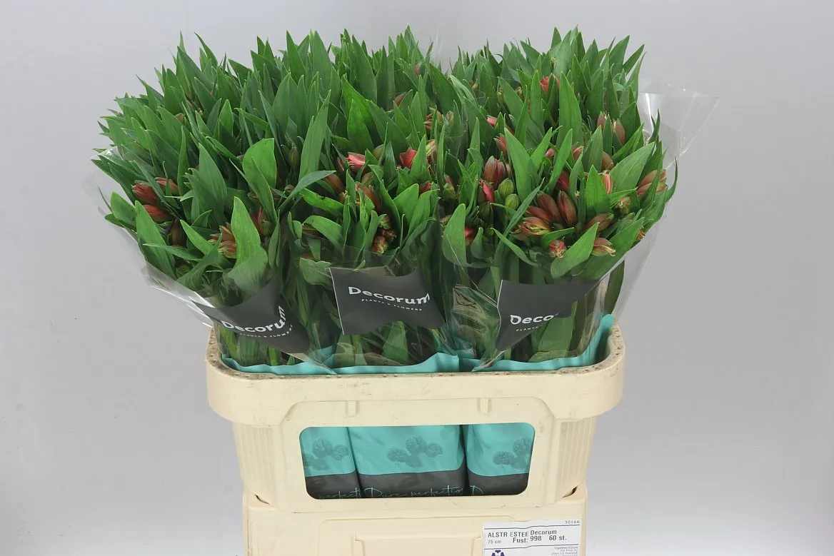 Alstro Estee Xl • 75 cm