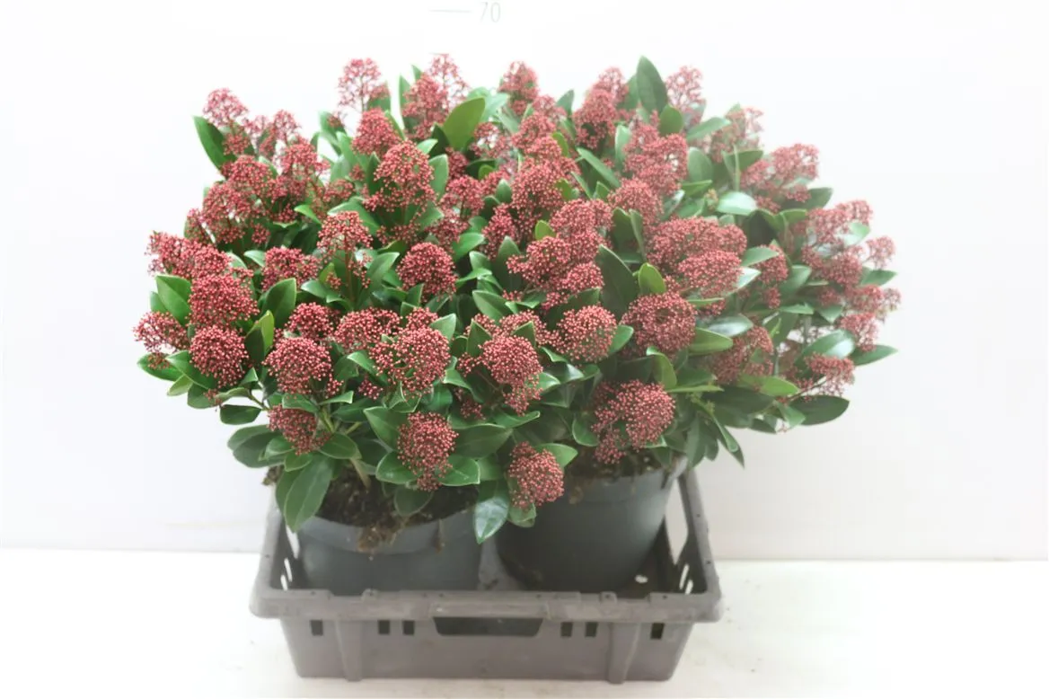 Skimmia Rubella 30+ • črepník 26 cm