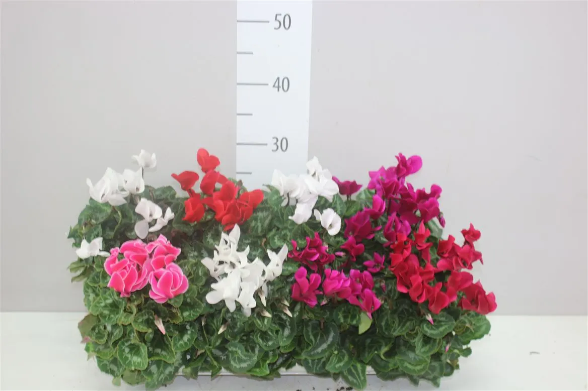 Cyclamen Super Allure Gemengd • črepník 10,5 cm