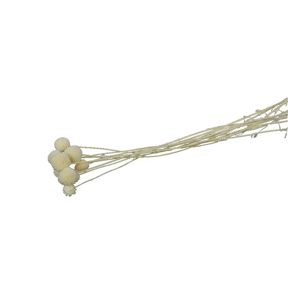 Stabilizovaná kraspédia 50 cm, balenie 10 ks, 30 g