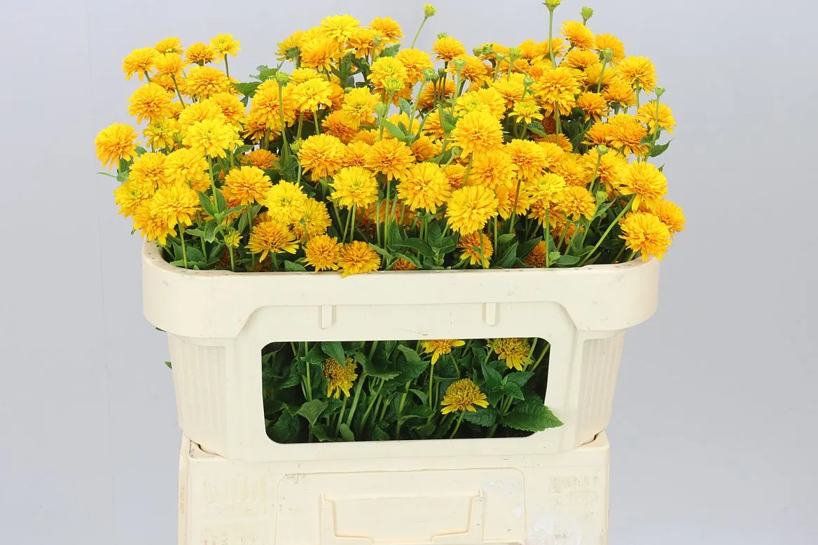 Heliopsis Helianthoides Asahi • 70 cm