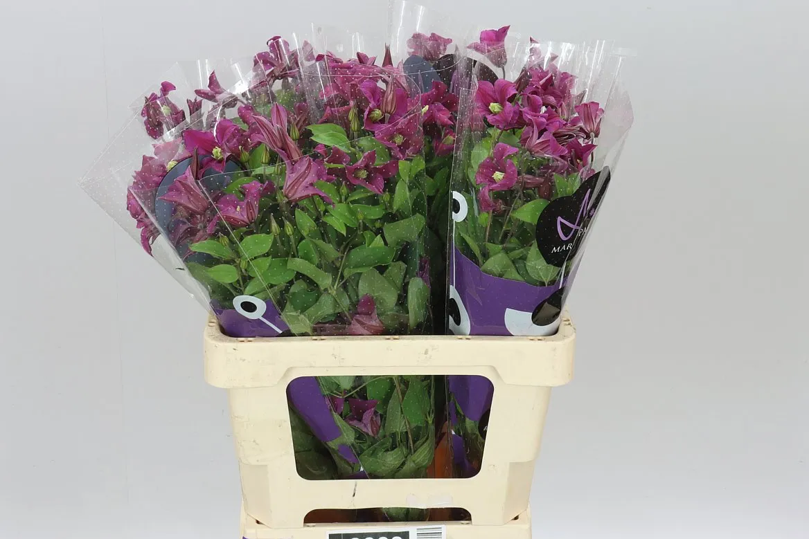 Clematis Amazing Kyiv • 60 cm