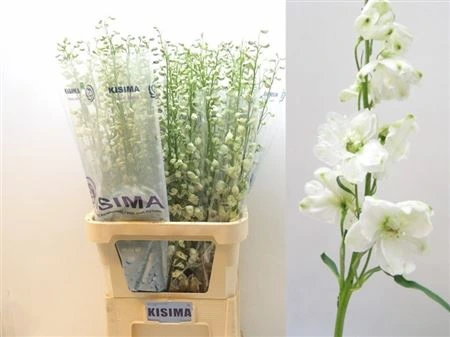Stračonôžka Elatum Guardian White