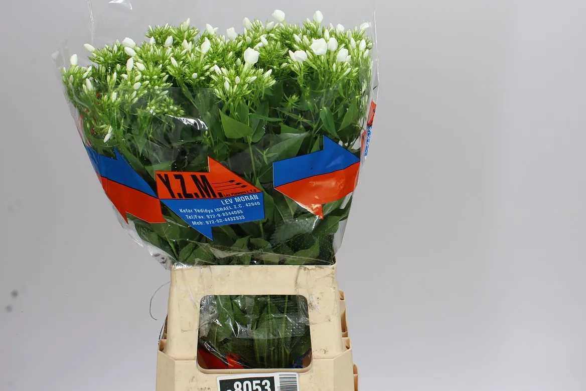 Flox Whitecap • 70 cm