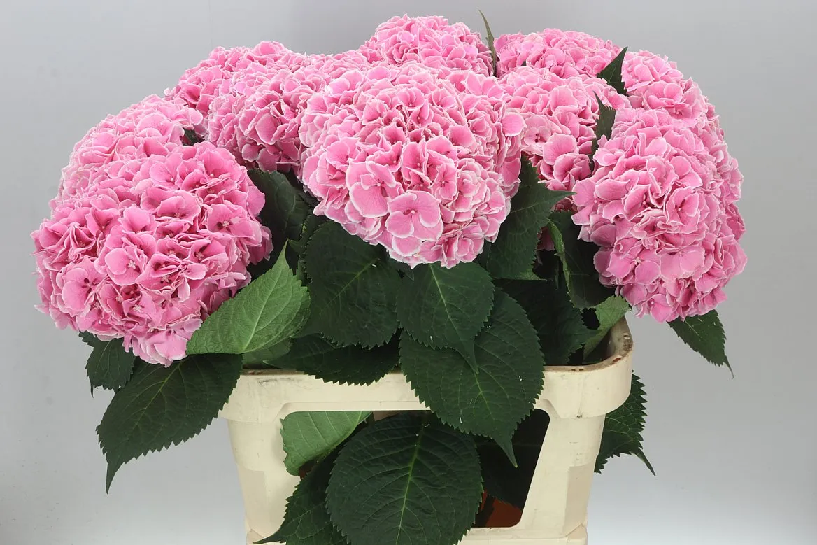 Hyd Rosada • 80 cm