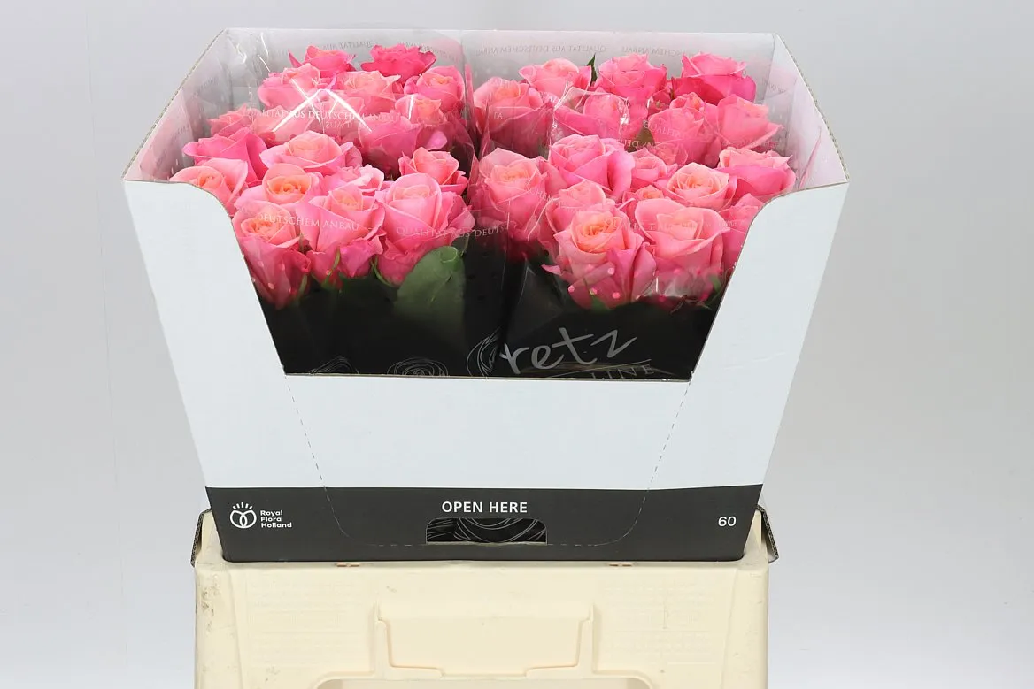 Rosa Gr Barby • 60 cm