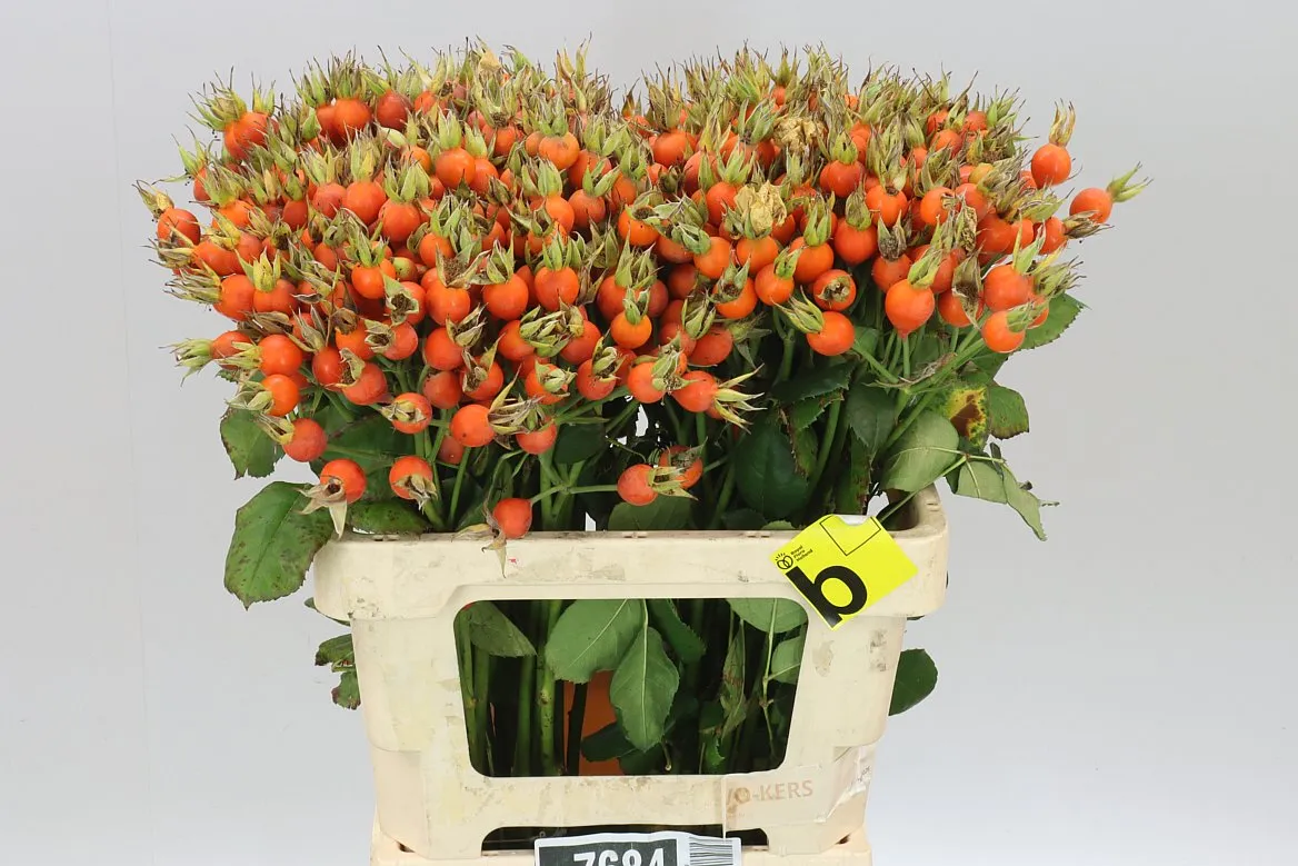 Rozenbottel Pumpkin • 60 cm