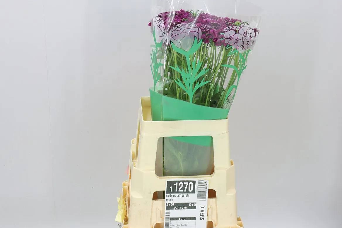 Scabiosa Atr Purple Scoop • 65 cm