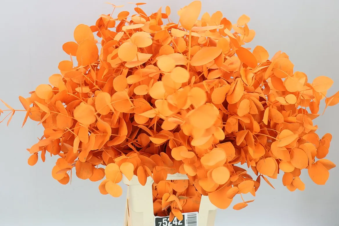 Eukalyptus Cinerea Orange • 70 cm