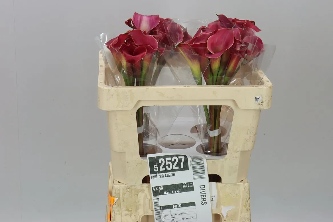 Kala Red Charm • 50 cm