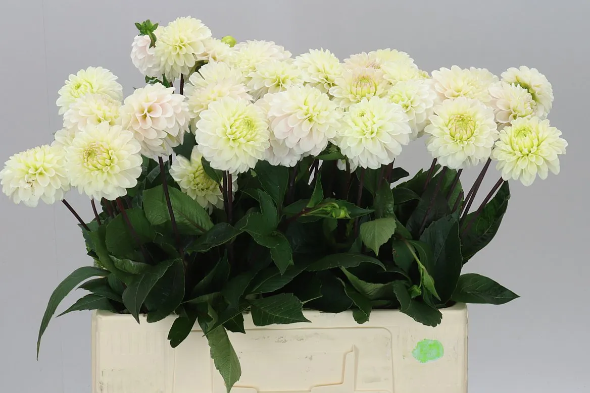 Georgína White Isa • 60 cm