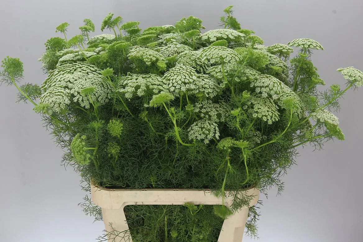 Ammi Vi Casablanca Ex • 75 cm