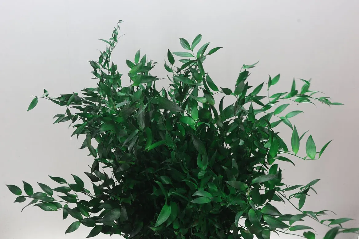 Ruscus Long Green • 80 cm