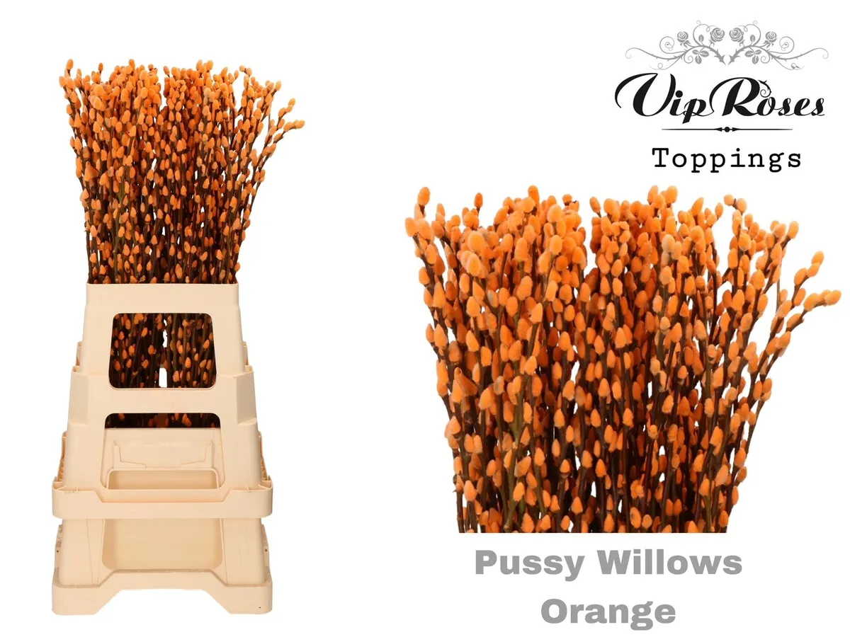 Salix Pussy Willow Orange • 70 cm