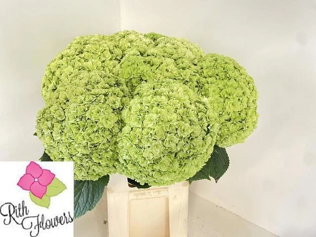 Hortenzia Roy Highne Cl • 80 cm
