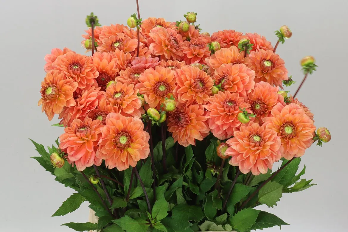 Dahlia Ov Salmon • 55 cm