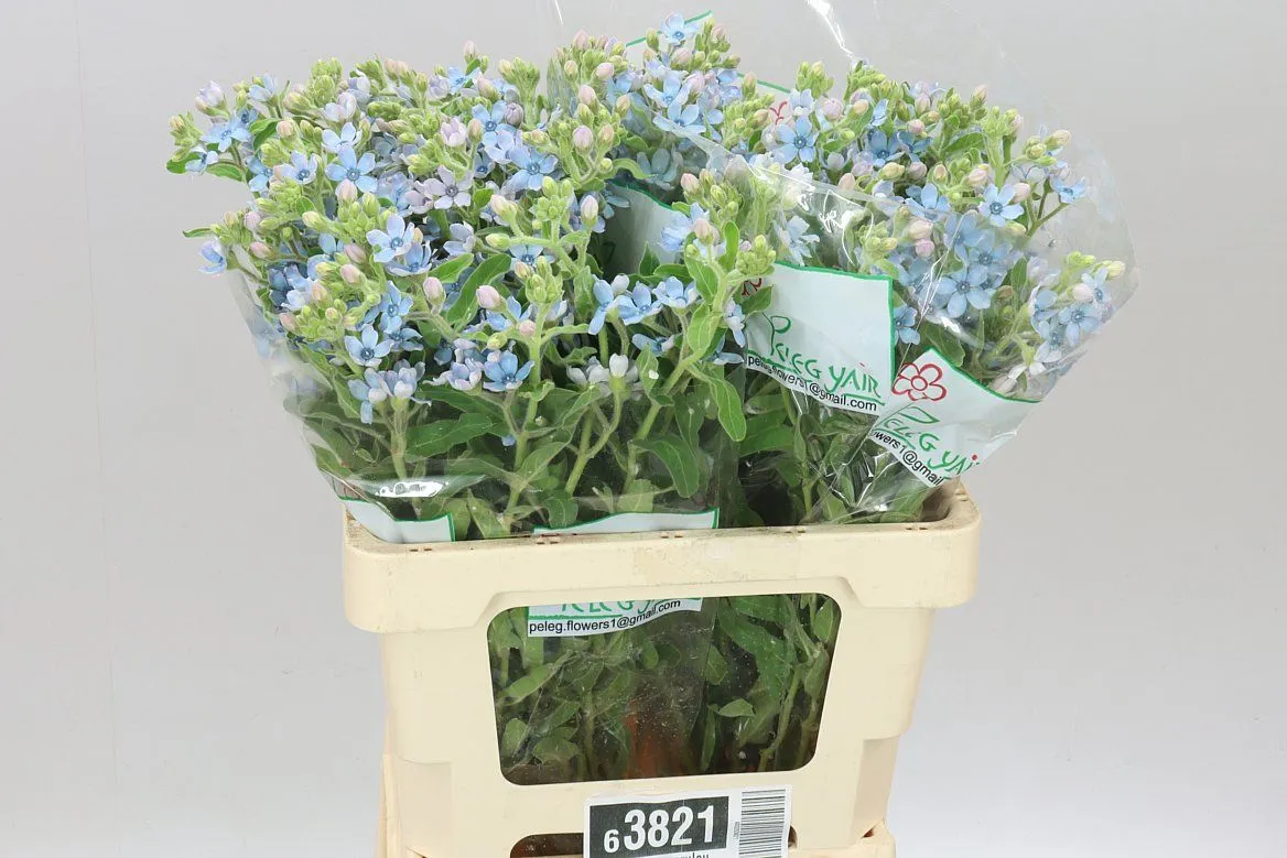 Oxypetalum Coeruleum • 60 cm