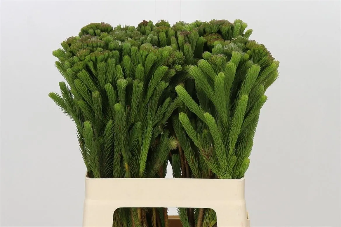 Kaaps Brunia Albigreen • 60 cm