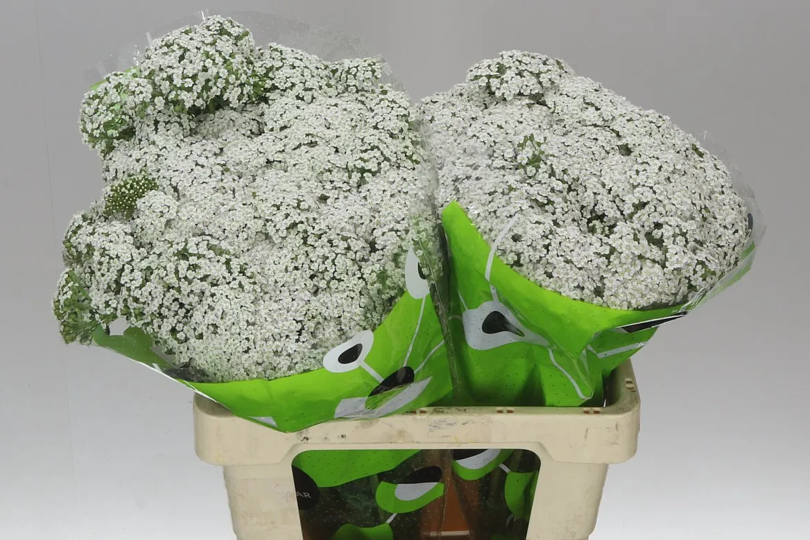 Achillea Neonglow Moon • 60 cm